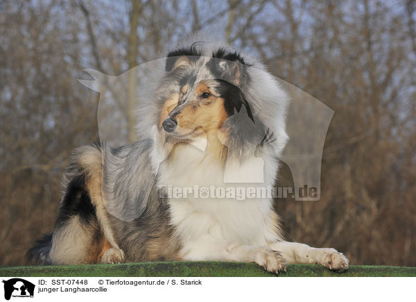 junger Langhaarcollie / young longhaired collie / SST-07448