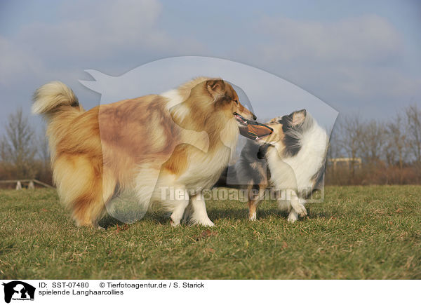 spielende Langhaarcollies / playing longhaired collies / SST-07480