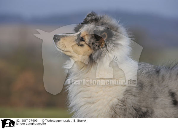 junger Langhaarcollie / young longhaired collie / SST-07505