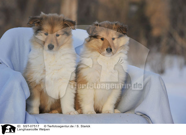 Langhaarcollie Welpen / longhaired collie puppies / SST-07517