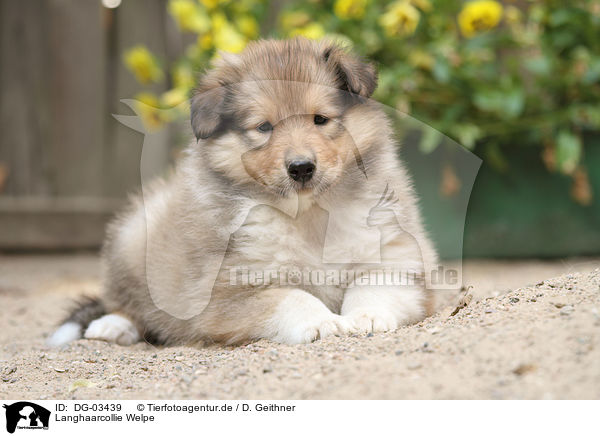 Langhaarcollie Welpe / longhaired collie puppy / DG-03439