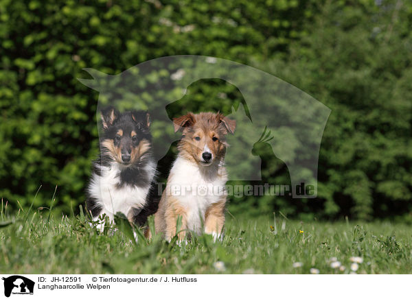 Langhaarcollie Welpen / longhaired collie puppies / JH-12591