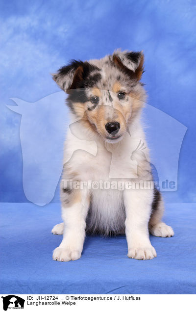 Langhaarcollie Welpe / longhaired collie puppy / JH-12724