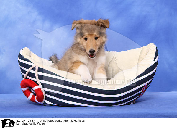 Langhaarcollie Welpe / longhaired collie puppy / JH-12737