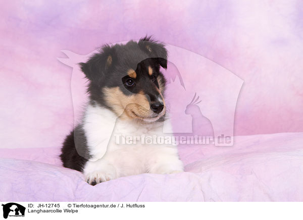Langhaarcollie Welpe / longhaired collie puppy / JH-12745