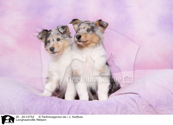 Langhaarcollie Welpen / longhaired collie puppies / JH-12752