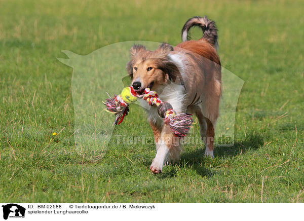 spielender Langhaarcollie / playing longhaired collie / BM-02588
