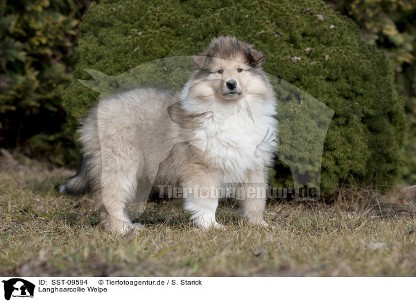 Langhaarcollie Welpe / longhaired Collie puppy / SST-09594