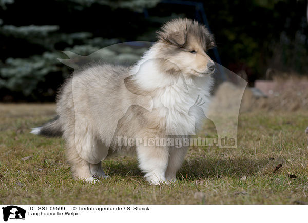Langhaarcollie Welpe / longhaired Collie puppy / SST-09599