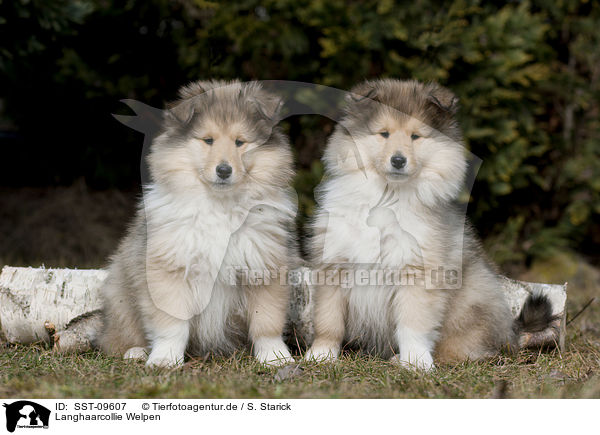 Langhaarcollie Welpen / SST-09607