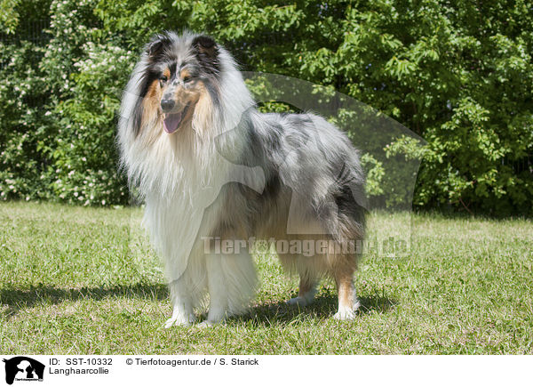 Langhaarcollie / longhaired Collie / SST-10332