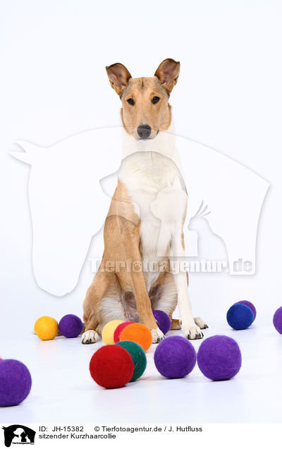 sitzender Kurzhaarcollie / sitting shorthaired Collie / JH-15382