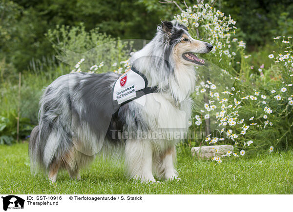 Therapiehund / therapy dog / SST-10916