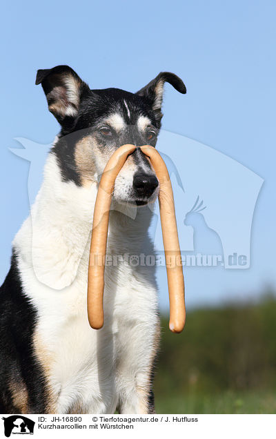 Kurzhaarcollien mit Wrstchen / shorthaired Collie with sausages / JH-16890