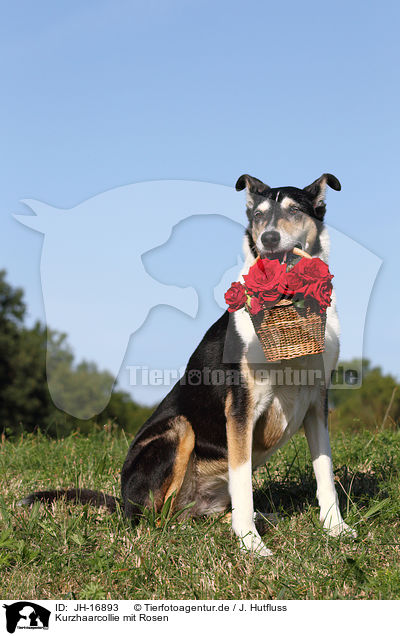 Kurzhaarcollie mit Rosen / JH-16893