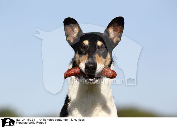 Kurzhaarcollie Portrait / shorthaired Collie portrait / JH-16921