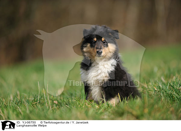 Langhaarcollie Welpe / YJ-06750