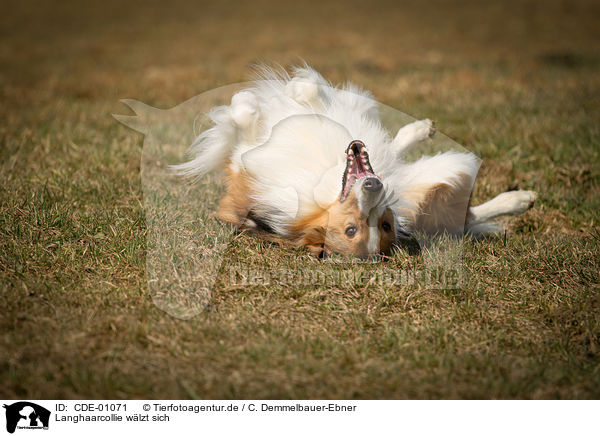 Langhaarcollie wlzt sich / rolling longhaired Collie / CDE-01071