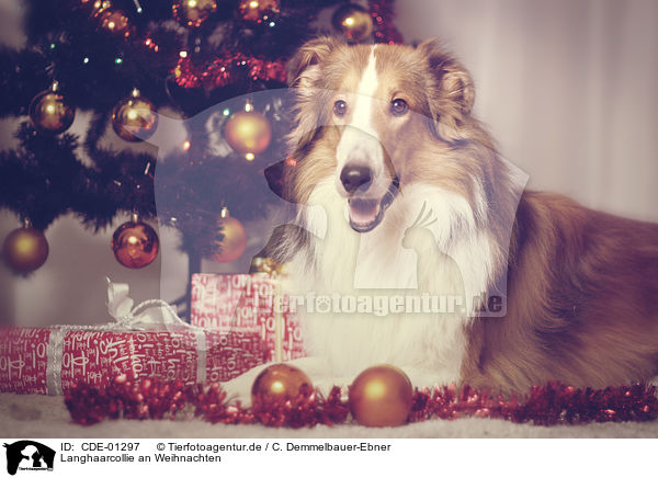 Langhaarcollie an Weihnachten / longhaired Collie at christmas / CDE-01297