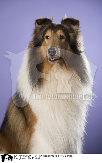 Langhaarcollie Portrait / longhaired Collie portrait / NN-09500