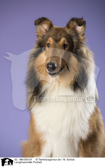 Langhaarcollie Portrait / longhaired Collie portrait / NN-09519