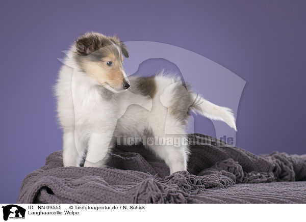 Langhaarcollie Welpe / longhaired Collie puppy / NN-09555