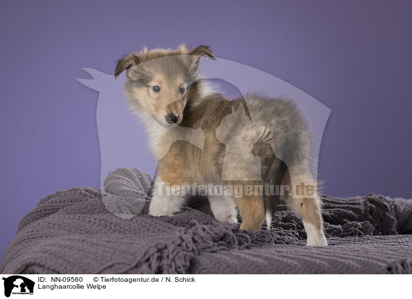 Langhaarcollie Welpe / longhaired Collie puppy / NN-09560