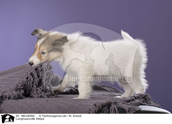 Langhaarcollie Welpe / NN-09569