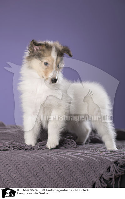 Langhaarcollie Welpe / longhaired Collie puppy / NN-09574