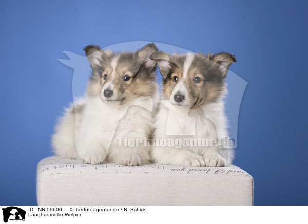 Langhaarcollie Welpen / NN-09600