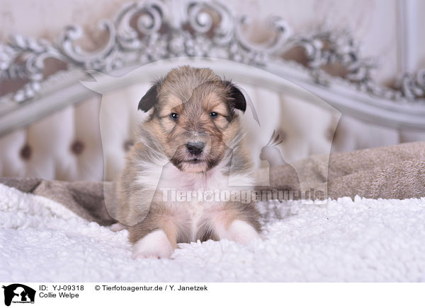Collie Welpe / YJ-09318