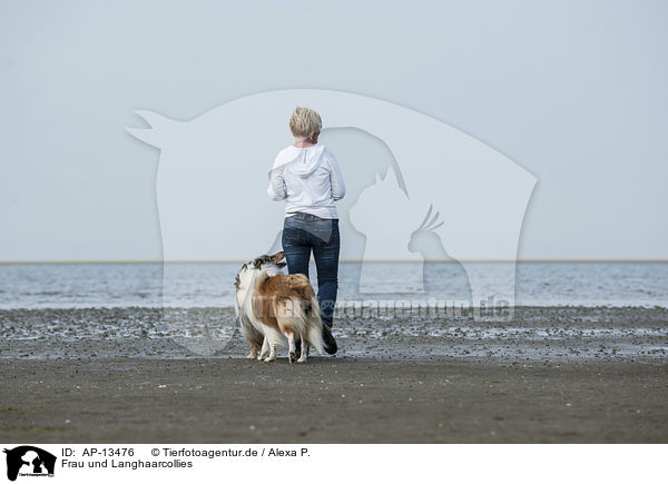 Frau und Langhaarcollies / woman and longhaired Collies / AP-13476