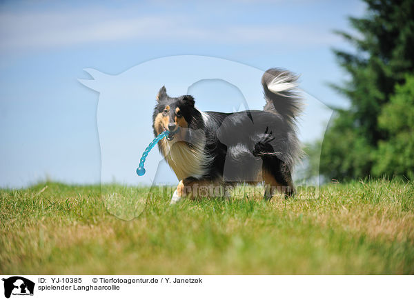 spielender Langhaarcollie / playing longhaired Collie / YJ-10385