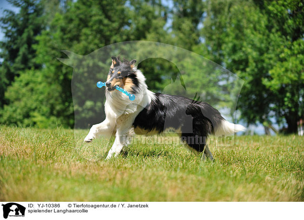 spielender Langhaarcollie / playing longhaired Collie / YJ-10386