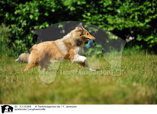spielender Langhaarcollie / playing longhaired Collie / YJ-10389