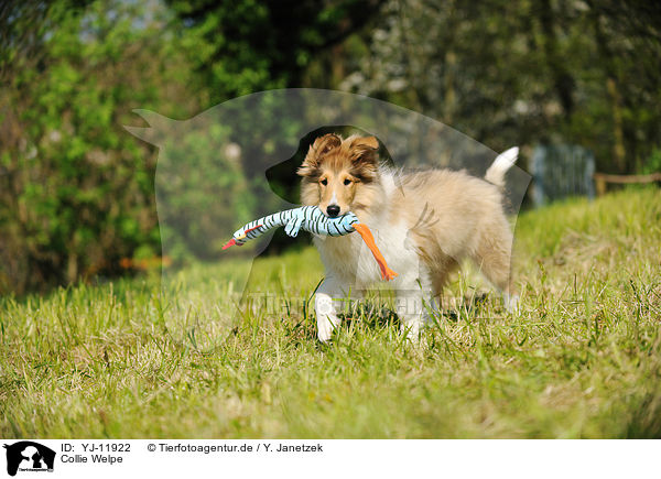 Collie Welpe / Collie Puppy / YJ-11922
