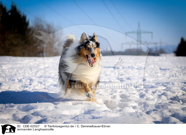 rennender Langhaarcollie / running longhaired Collie / CDE-02527