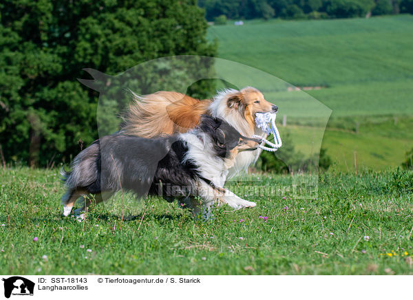 Langhaarcollies / longhaired Collies / SST-18143