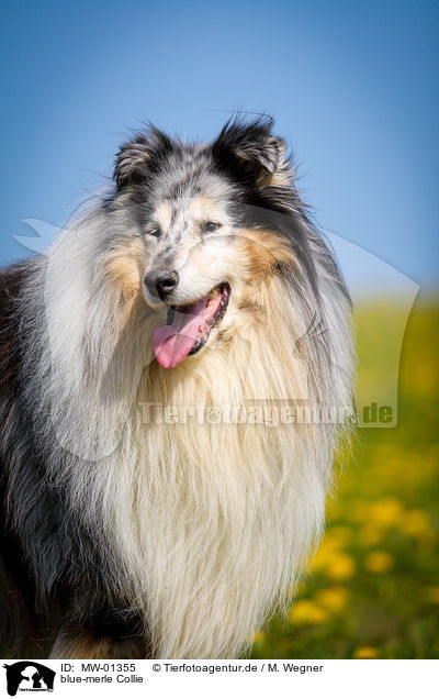 blue-merle Collie / blue-merle Collie / MW-01355