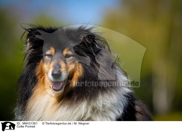 Collie Portrait / Collie Portrait / MW-01361