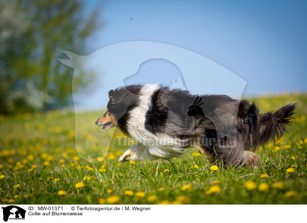 Collie auf Blumenwiese / Collie on flower meadow / MW-01371