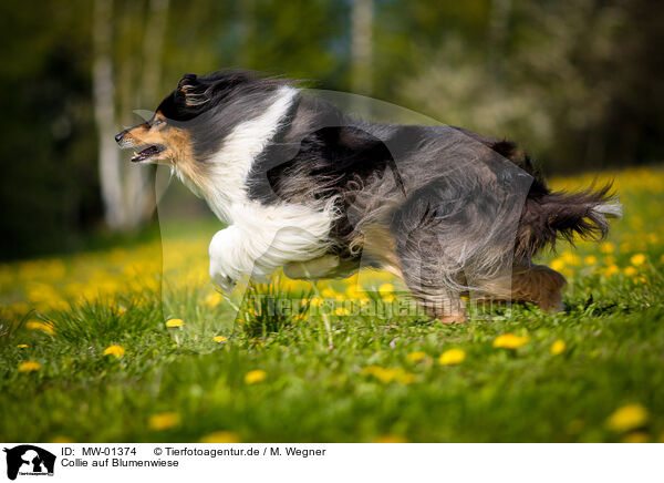 Collie auf Blumenwiese / Collie on flower meadow / MW-01374