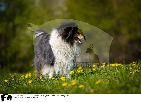 Collie auf Blumenwiese / Collie on flower meadow / MW-01377