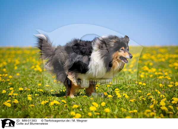 Collie auf Blumenwiese / Collie on flower meadow / MW-01383