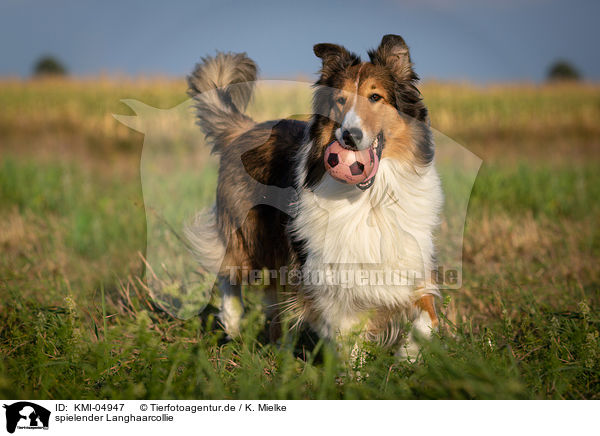 spielender Langhaarcollie / KMI-04947