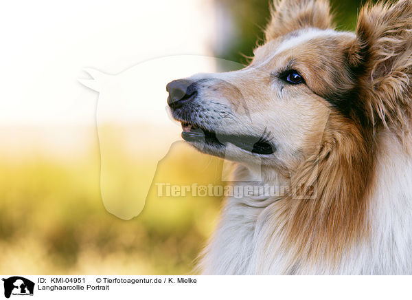 Langhaarcollie Portrait / KMI-04951