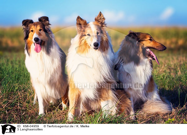 3 Langhaarcollies / KMI-04959