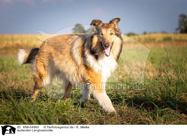 laufender Langhaarcollie / KMI-04960