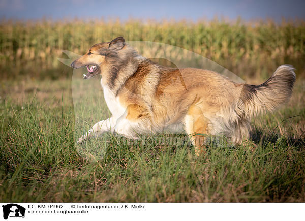 rennender Langhaarcollie / KMI-04962