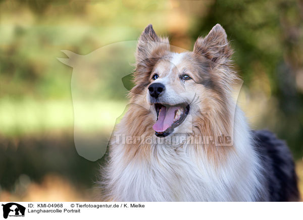 Langhaarcollie Portrait / KMI-04968